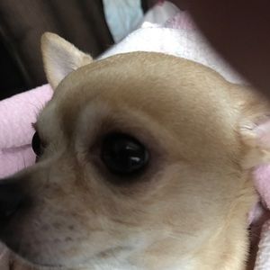 Meet your Posher, Pam